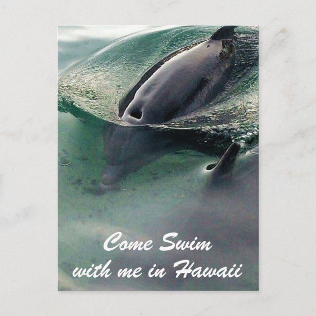Dolphin Swim Hawaii Big Island Postkarte (Vorderseite)
