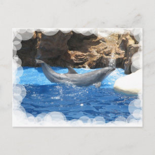 Dolphin Tricks Postkarte