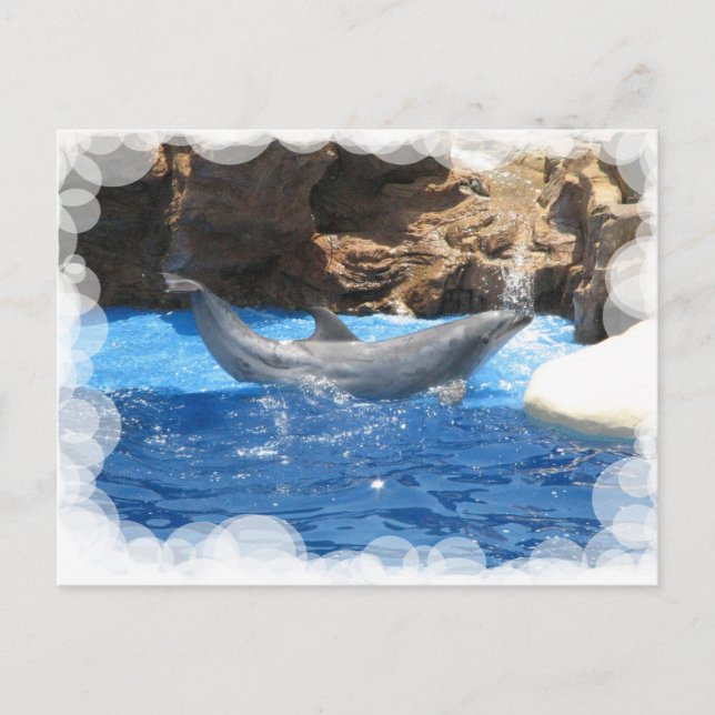Dolphin Tricks Postkarte (Vorderseite)