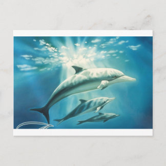 Dolphin Trio Postkarte