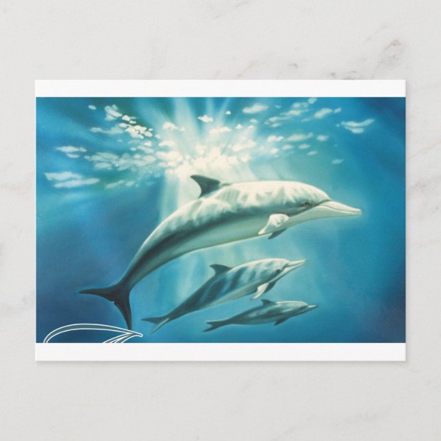 Dolphin Trio Postkarte (Vorderseite)