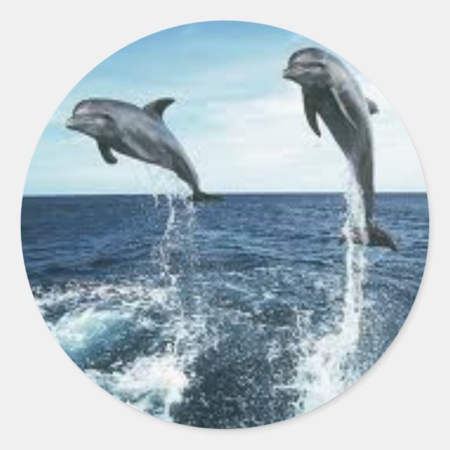 DOLPHINS STICKER (Vorderseite)