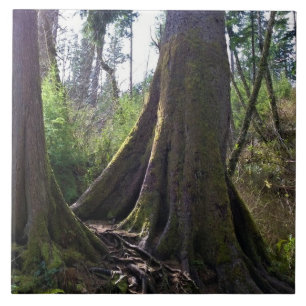 Dombaum, Astoria, Oregon Fliese