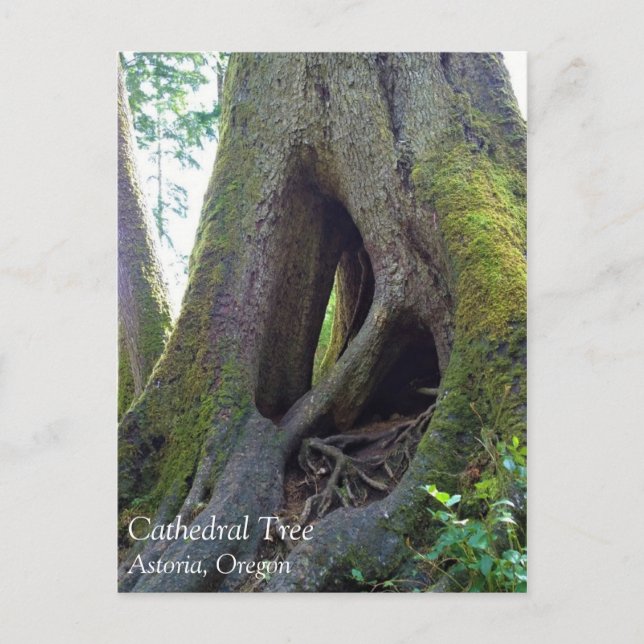 Dombaum, Astoria, Oregon Postkarte (Vorderseite)