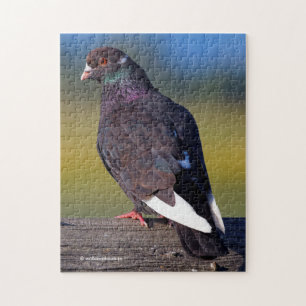 Domestic Rock Pigeon (Dark Morph) Puzzle