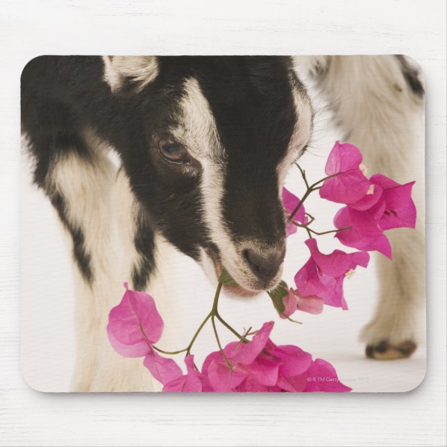 Domesticated British Alpine Ziege (Kind). Schwarz Mousepad (Vorne)
