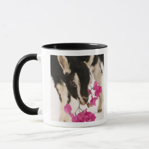 Domestizierte britische alpine Ziege (Kind). Tasse