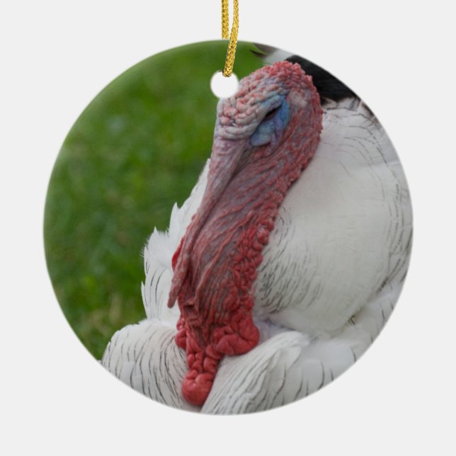 Domestizierte Türkei Keramikornament (Vorne)