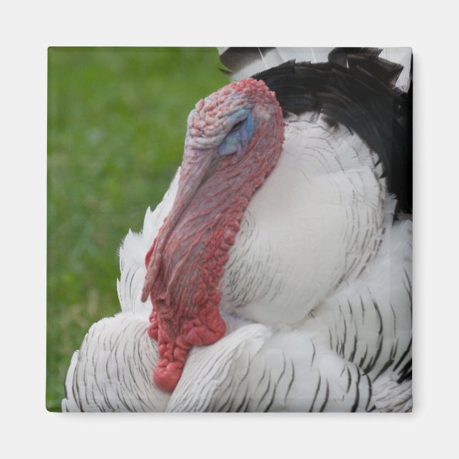 Domestizierte Türkei Magnet (Vorne)