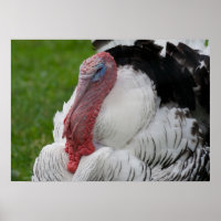 Domestizierte Türkei