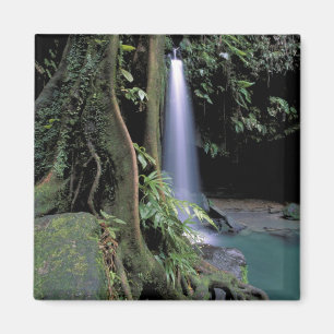 Dominica, Emerald Pool, Wasserfall. Magnet