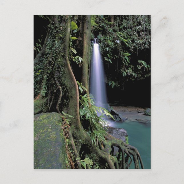 Dominica, Emerald Pool, Wasserfall. Postkarte (Vorderseite)