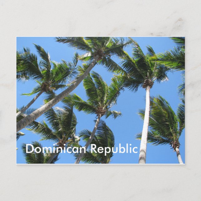 Dominikanische Palme Postkarte (Vorderseite)