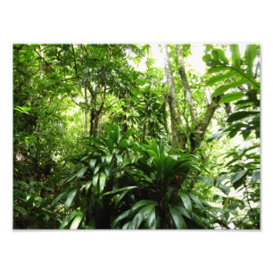 Dominikanischer Regenwald I Tropische Natur Fotodruck