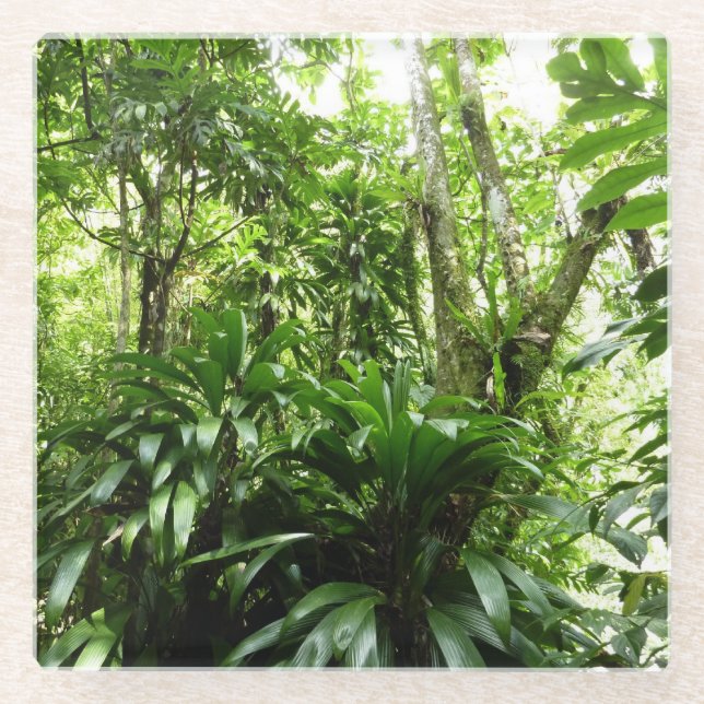 Dominikanischer Regenwald I Tropische Natur Glasuntersetzer (Vorderseite)