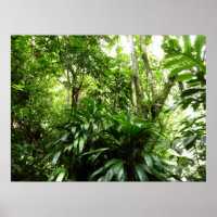 Dominikanischer Regenwald I Tropische Natur