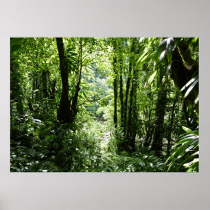 Dominikanischer Regenwald II Tropengrün Poster