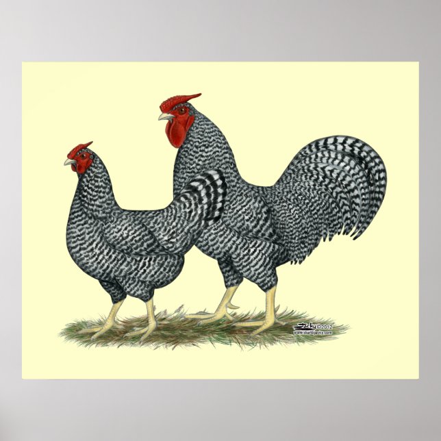 Dominique Chickens Poster (Vorne)