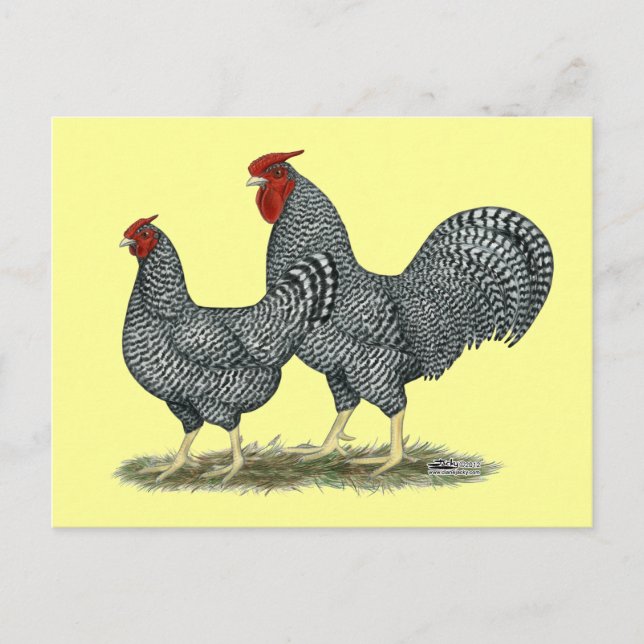Dominique Chickens Postkarte (Vorderseite)