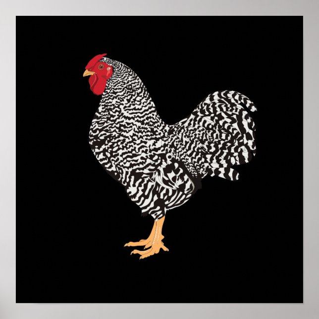 Dominique Rooster Poster (Vorne)
