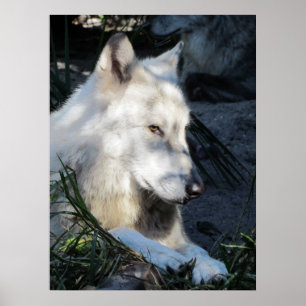 Don Juan Wolf Poster