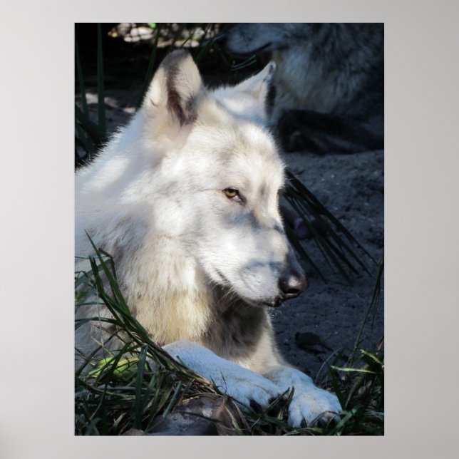 Don Juan Wolf Poster (Vorne)