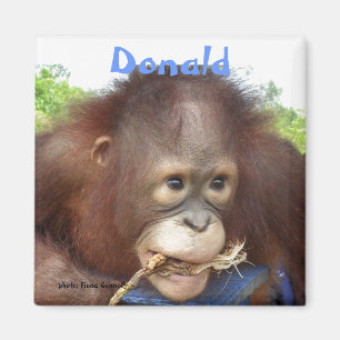 Donald Orangutan Magnet