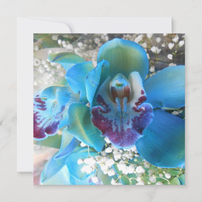 Donella (Vorderseite)