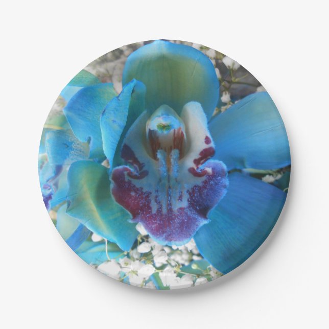 Donella Pappteller (Vorderseite)