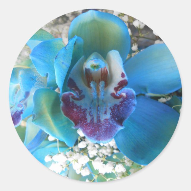 Donella Runder Aufkleber (Vorderseite)