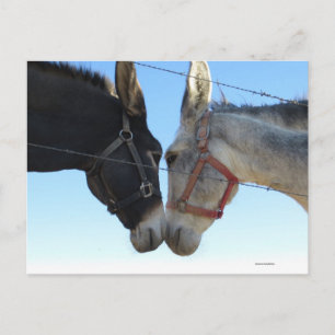 Donk in der Nähe Postkarte