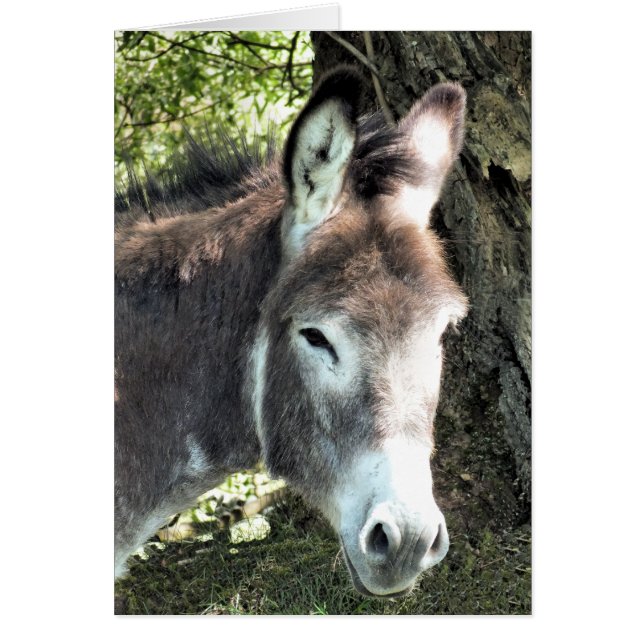 DONKEY (Vorne)