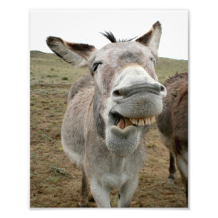 Donkey-Albernes Gesicht Fotodruck