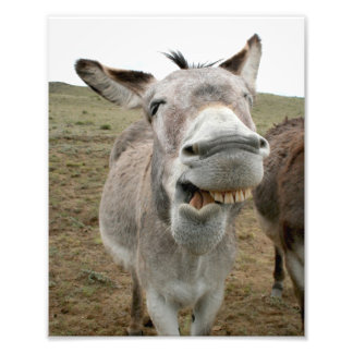 Donkey-Albernes Gesicht Fotodruck