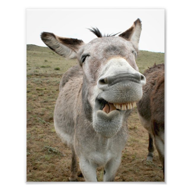 Donkey-Albernes Gesicht Fotodruck (Vorne)