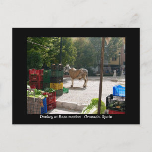 Donkey am Baza-Markt - Granada, Spanien Postkarte