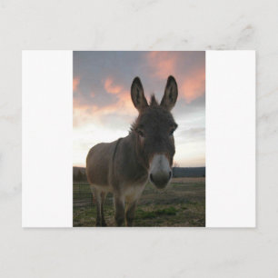 Donkey Art Postkarte