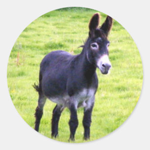 Donkey-Aufkleber Runder Aufkleber