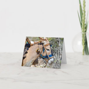 Donkey Baie d'Orange Haiti Blankokarte Dankeskarte