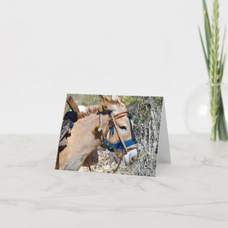 Donkey Baie d'Orange Haiti Blankokarte Dankeskarte