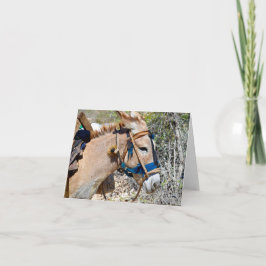 Donkey Baie d'Orange Haiti Blankokarte Dankeskarte