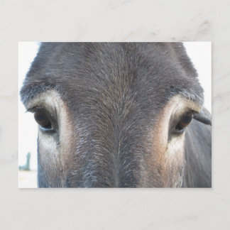 Donkey Eyes Postkarte