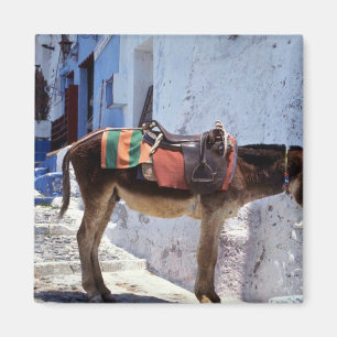 Donkey, Fira Santorini, Griechenland Magnet