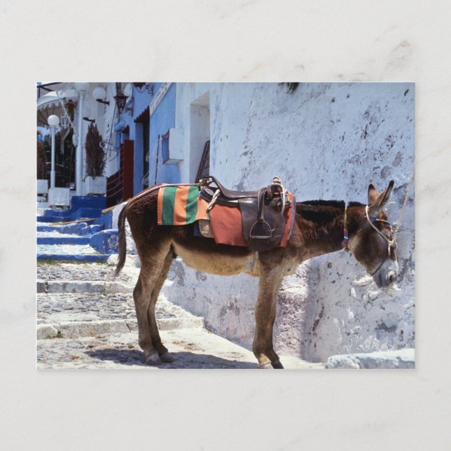 Donkey, Fira Santorini, Griechenland Postkarte (Vorderseite)