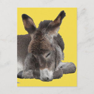 Donkey Foal Postkarte