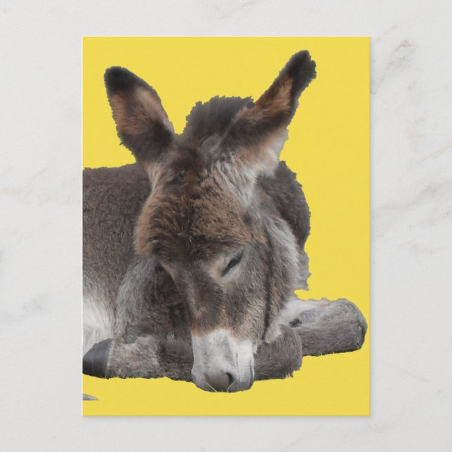 Donkey Foal Postkarte (Vorderseite)