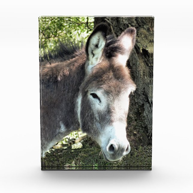 DONKEY FOTOBLOCK (Vorderseite)
