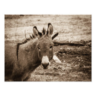 Donkey Fotodruck