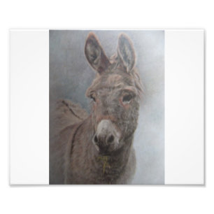 Donkey Fotodruck