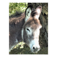 DONKEY